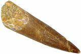 Fossil Plesiosaur (Zarafasaura) Tooth - Morocco #237606-1